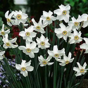 Narcissus Pheasant Eye (Recurvus) 15 bulbs size 12/14