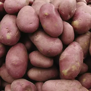 Grow Your Own Vegetables - Potato Must Have Collection 5kg