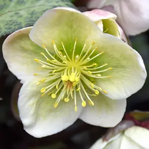 Helleborus 'Winter Moonbeam': Refined Winter Beauty, 3L Pot (20-30cm)