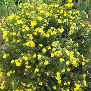 Potentilla Goldfinger Garden Plant - Yellow Flowers, Compact Size, Hardy (15-30cm Height Including Pot)