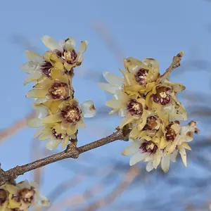 Chimonanthus praecox (Wintersweet) hardy shrub plant in 9cm pot 20cm tall