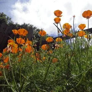 California Poppy Flower Seeds Orange 20g