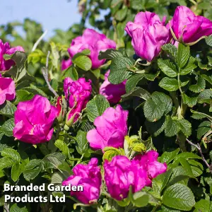 Rose Rugosa Rubra 2 Litre Potted Plant x 1