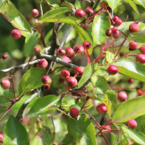 Lincolnshire Fruits Malus John Downie Crab Apple Potted 12 Litre 1.5m Tree