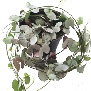 House Plant - String Of Hearts - Silver Glory - Hard To Find - 9 cm Pot size - 10-20 cm Tall - Ceropegia Woodii - Indoor Plant