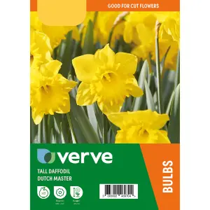 Narcissus Dutch Master 8 Flower bulbs