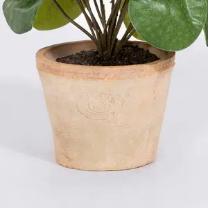 Blooming Artificial - 25cm / 0.75ft Artificial Pilea Bush