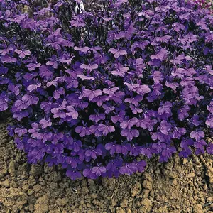 Lobelia Crystal Palace 1 Seed Packet (500 Seeds)