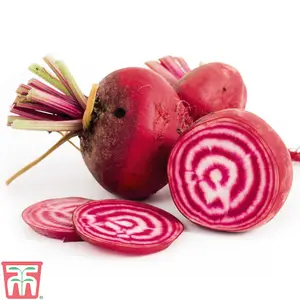 Beetroot Chioggia 1 Seed Packet (80 Seeds)