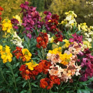 Wallflower Sunset Mixed Bedding Plants - Colorful Display (6 Pack)