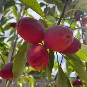 Lincolnshire Fruits Malus Pink Glow Potted 7 Litre 1.5m Tree