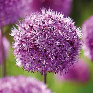 Allium Purple Sensation 40 Flower bulbs