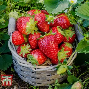 Strawberry (Fragaria) Sweetheart 6 Bare Roots