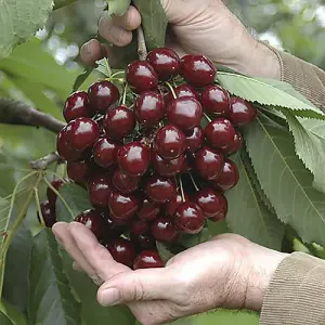 Complete 6 Tree Mini Orchard Braeburn Apple, Victoria Plum, Stella Cherry, Bramley Apple, Redhaven Peach & Conference Pear