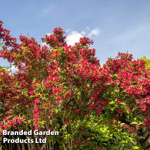 Weigela Picobella Rosso 9cm Potted Plant x 1