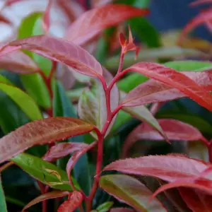 Burning Love Switch Ivy Outdoor Shrub Plant Leucothoe Keiskei 2L Pot