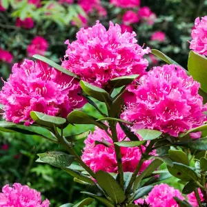 Gardeners Dream Rhododendron Rocket (9cm)