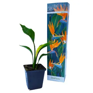 House Plant - Bird Of Paradise - 12 cm Pot size - 40-50 cm Tall - Strelitzia Reginae - Indoor Plant