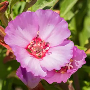 Clarkia Pink Buttercups 1 Seed Packet