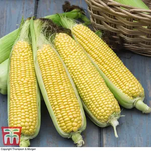 Sweetcorn Tyson 1 Seed Packet (35 Seeds)