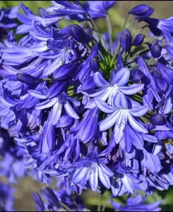 Agapanthus Northern Star - Blue African Lily set of 3 in 9cm pots