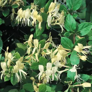 Honeysuckle Lonicera Japonica Halliana 3 Litre Potted Plant x 3