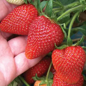 Strawberry Sweetheart - Outdoor Fruit Plants for Gardens, Pots, Containers (9cm Pots, 5 Pack)