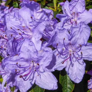 Rhododendron Evergreen Garden Plant - Stunning Light Purple Blooms, Compact Size (20-30cm Height Including Pot)