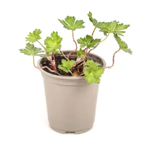 1 x Hardy Geranium 'Rozanne' in a 9cm Pot - Garden Ready Plant of the Centaury Drought Resistant