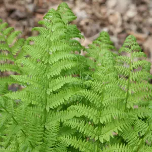 Golden Male Fern Cristata Dryopteris Affinis Outdoor Ferns Jungle Plant 2L Pot