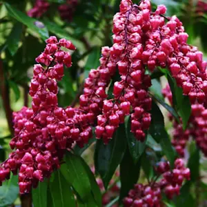 Pieris Valley Valentine Evergreen Shrub - Lush Green Foliage, Stunning Pink Flowers (15-30cm Height Including Pot)