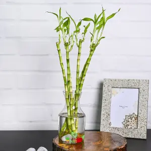 Lucky Bamboo 40cm Stems - 3 Straight Stems - Dracaena Sanderiana - Indoor Plant Gift