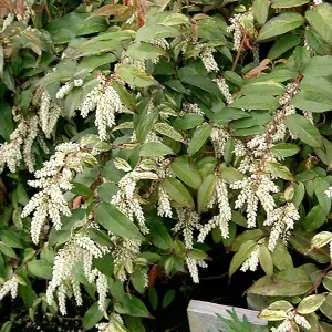 Leucothoe Rainbow Garden Plant - Colourful Foliage, Compact Size (20-30cm Height Including Pot)