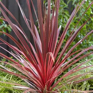 Cordyline australis Cabbage Palm Garden Plant - Striking Purple Foliage, Compact Size, Attracts Pollinators (10-30cm)