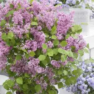 Flowerfesta Pink Dwarf Lilac Outdoor Shrub Plant Syringa Meyeri 3L Pot