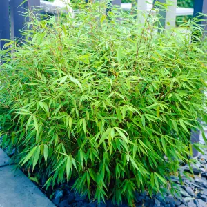 Fargesia Rufa (40-50cm Height Including Pot) - Clumping Bamboo, Fast-Growing Privacy Screen, Sun or Partial Shade