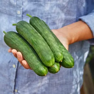 Cucumber Merlin F1 1 Seed Packet