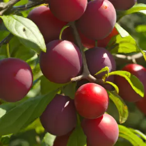 Lincolnshire Fruits Ruby 7 Litre Potted