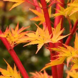 Acer Sango-Kaku - Coral Bark Maple, Outdoor Plant, Ideal for Gardens, Compact Size (80-100cm Height Including Pot)