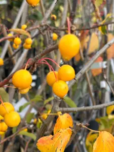 Lincolnshire Fruits  Malus Golden Hornet Potted 7 Litre 1.5m Tree