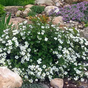 Potentilla Tilford Cream Garden Plant - Creamy White Flowers, Compact Size, Hardy (15-30cm Height Including Pot)