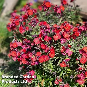 Erysimum Wallflower Colour Vibe Red 9cm Potted Plant x 6