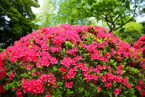 Azalea Japonica 'Vuyk's Scarlet' / Rhododendron in 9cm Pot 3FATPIGS