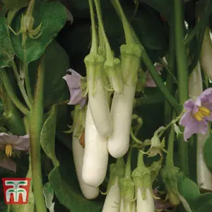 Aubergine Gretel F1 1 Seed Packet (5 Seeds)