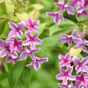 Jasminum Starry Starry Summer Scent Climbing Shrub - Fragrant Pink and White Blooms (15-30cm Height Including Pot)