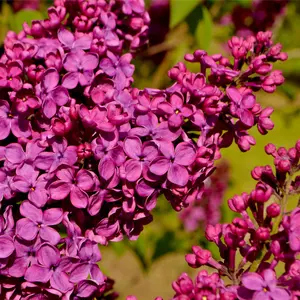 'Ludwig Spaeth' Syringa Vulgaris-Lilac Tree Shrub in a 9cm Pot