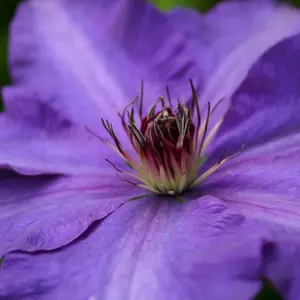 Clematis The President Blue Flowering Vine Climbing Plant 60cm Cane 3L Pot