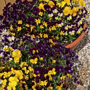 Viola Pot Pourri Mixed 1 Seed Packet