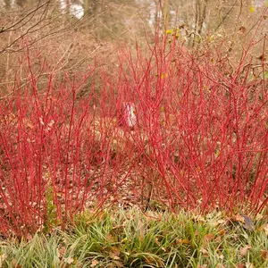 Cornus Alba Siberian Pearls 3.6 Litre Pot x 1