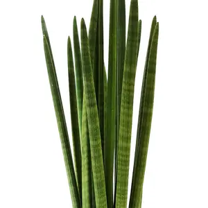 House Plant - Snake Plant - Cylindrica - 6 cm Pot size - 10-20 cm Tall - Sansevieria Trifasciata - Indoor Plant